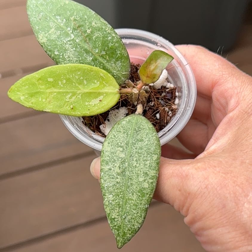 Photo of the plant species Hoya verticillata by @PricklyThumb named Star Dust on Greg, the plant care app