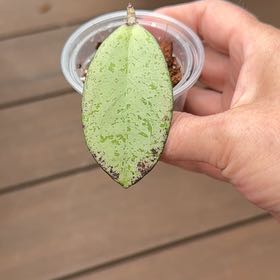 Photo of the plant species Hoya NOID by @PricklyThumb named Ghosty on Greg, the plant care app