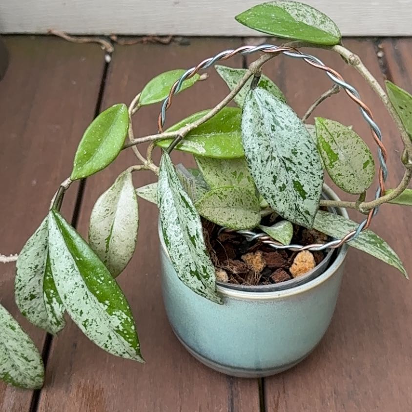 Photo of the plant species Hoya Carnosa 'Wilbur Graves' by @PricklyThumb named Vlad on Greg, the plant care app