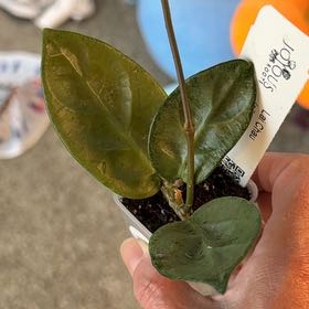 Photo of the plant species Hoya NOID by @PricklyThumb named Lai Chau Silver on Greg, the plant care app