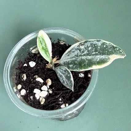 Photo of the plant species Variegated Hoya lacunosa by @PricklyThumb named Princess Lumina on Greg, the plant care app