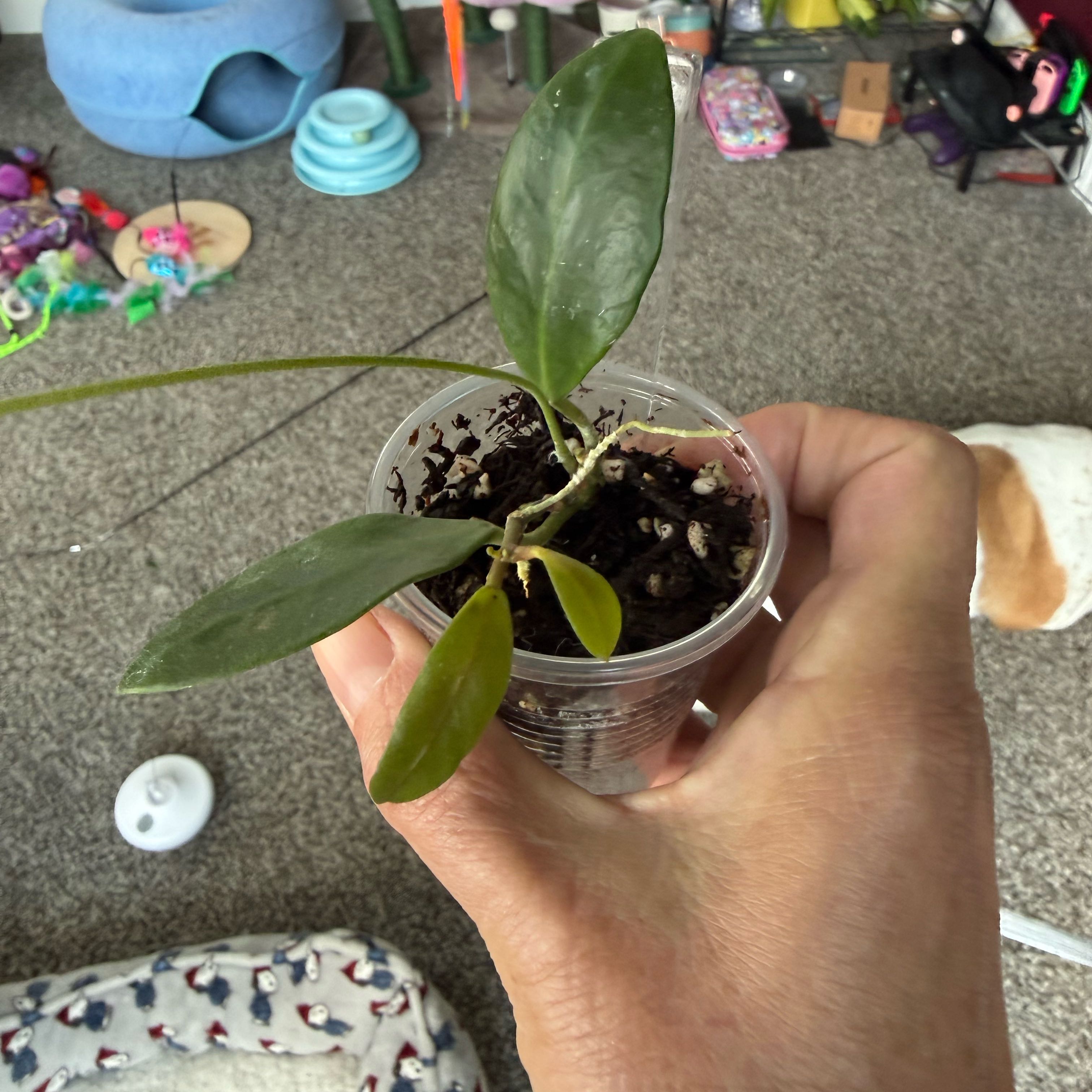 Photo of the plant species Hoya sp. sapuroa by @PricklyThumb named Sappy on Greg, the plant care app