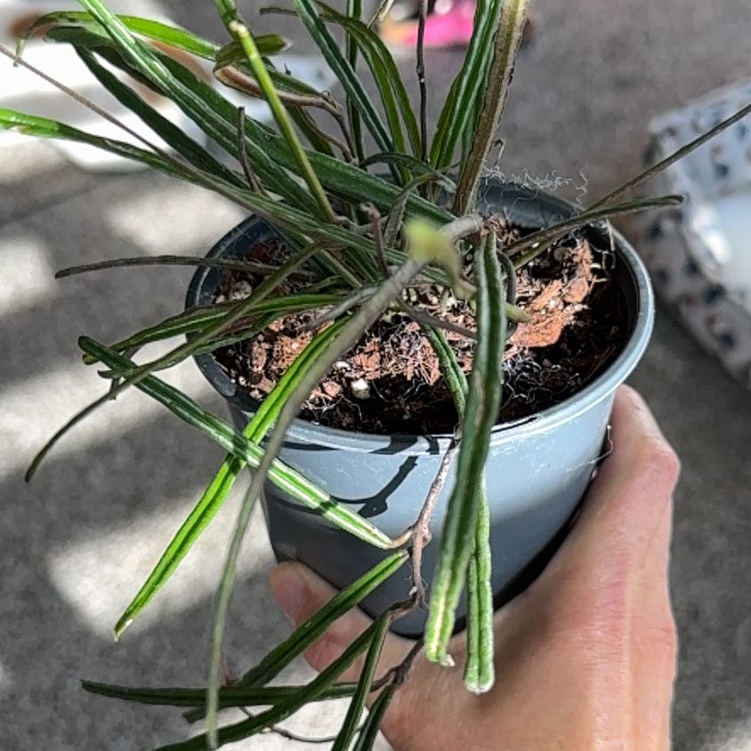 Photo of the plant species Hoya insularis by @PricklyThumb named Larry David on Greg, the plant care app