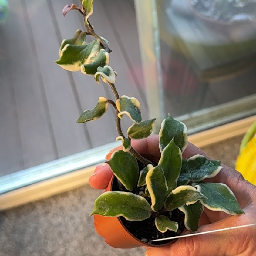 Photo of the plant species Holliana Hoya by @PricklyThumb named Holly on Greg, the plant care app