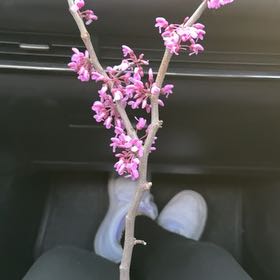 Photo of the plant species Paradise Plant by @BuddingTokyosun named Sherlock on Greg, the plant care app