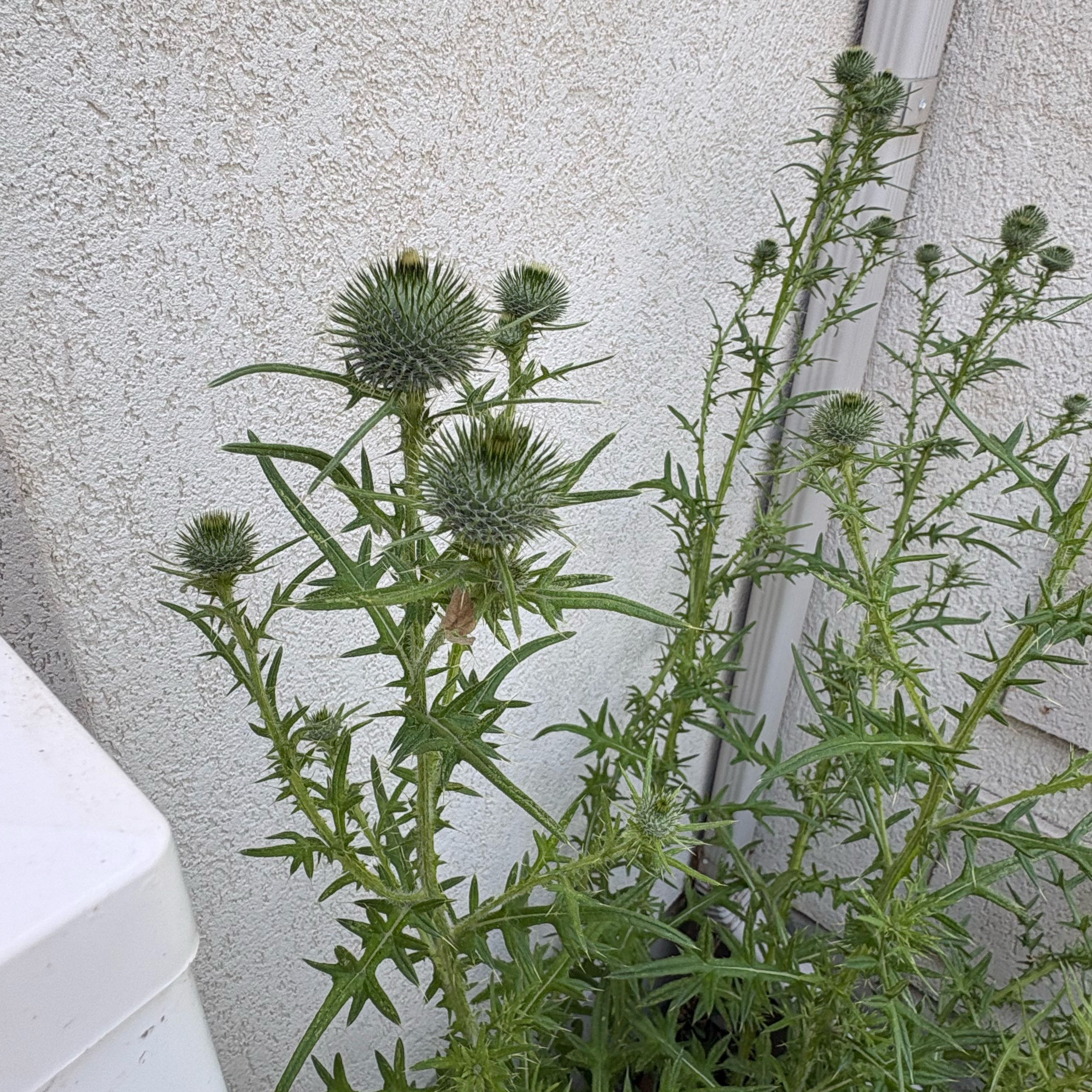 Photo of the plant species Spear Thistle by @RealCreambush named Surya on Greg, the plant care app
