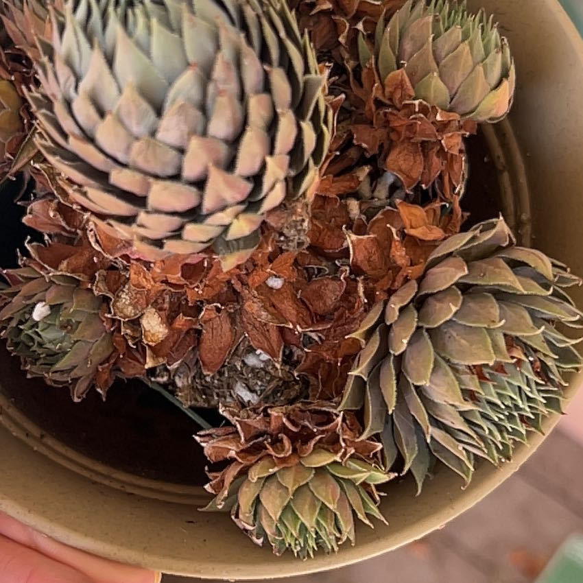 Photo of the plant species Purple Beauty Hen & Chicks by @AlwaysSeaofpink named Fernie Saunders on Greg, the plant care app