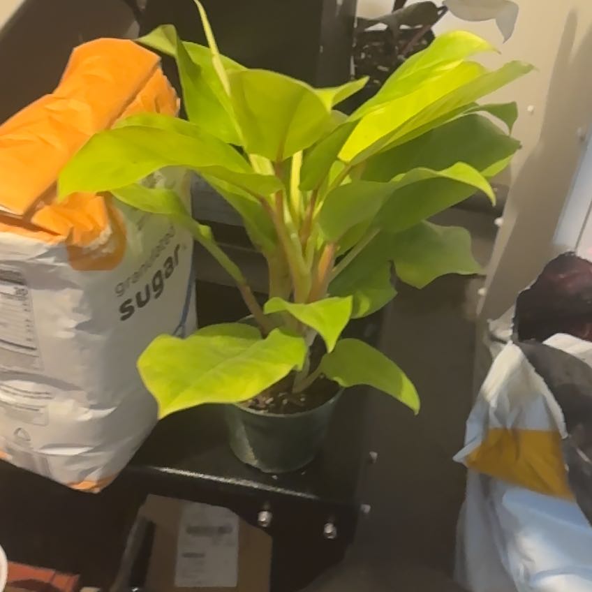 Photo of the plant species Philodendron ‘Ceylon Beauty’ by @WiseRubyelfcup named LiloStitch on Greg, the plant care app