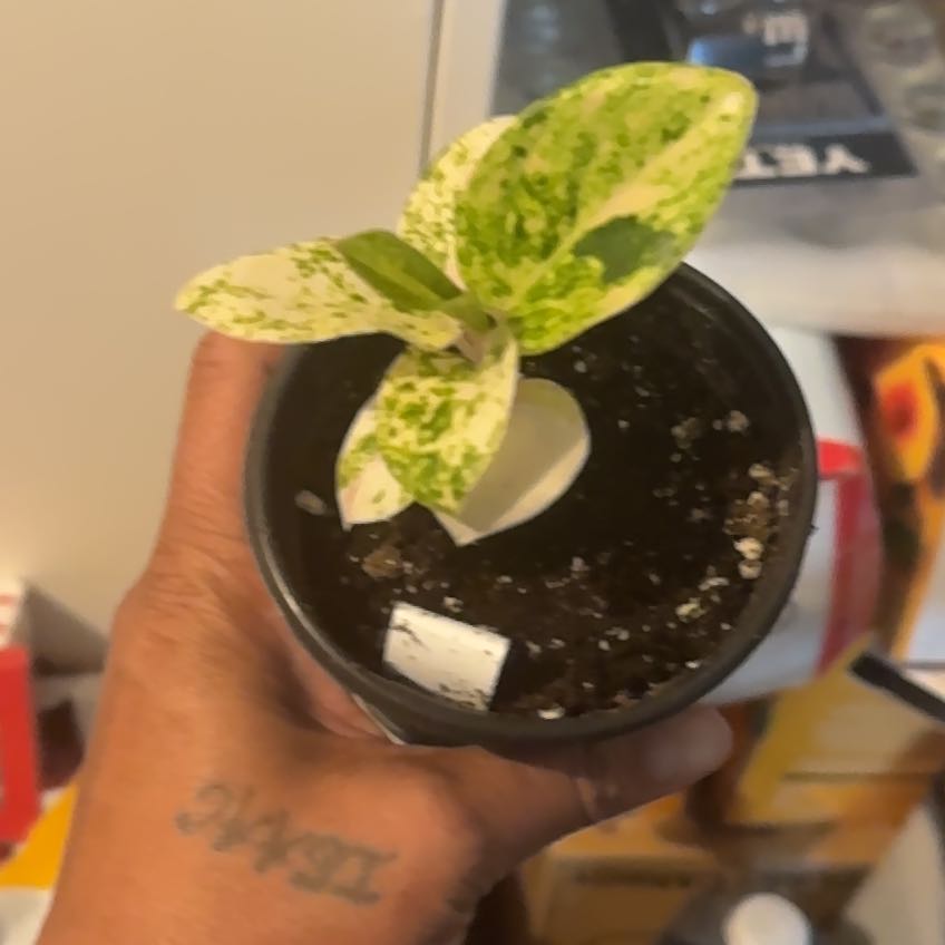 Plant care for Aglanema red valentine on Greg, the plant care app