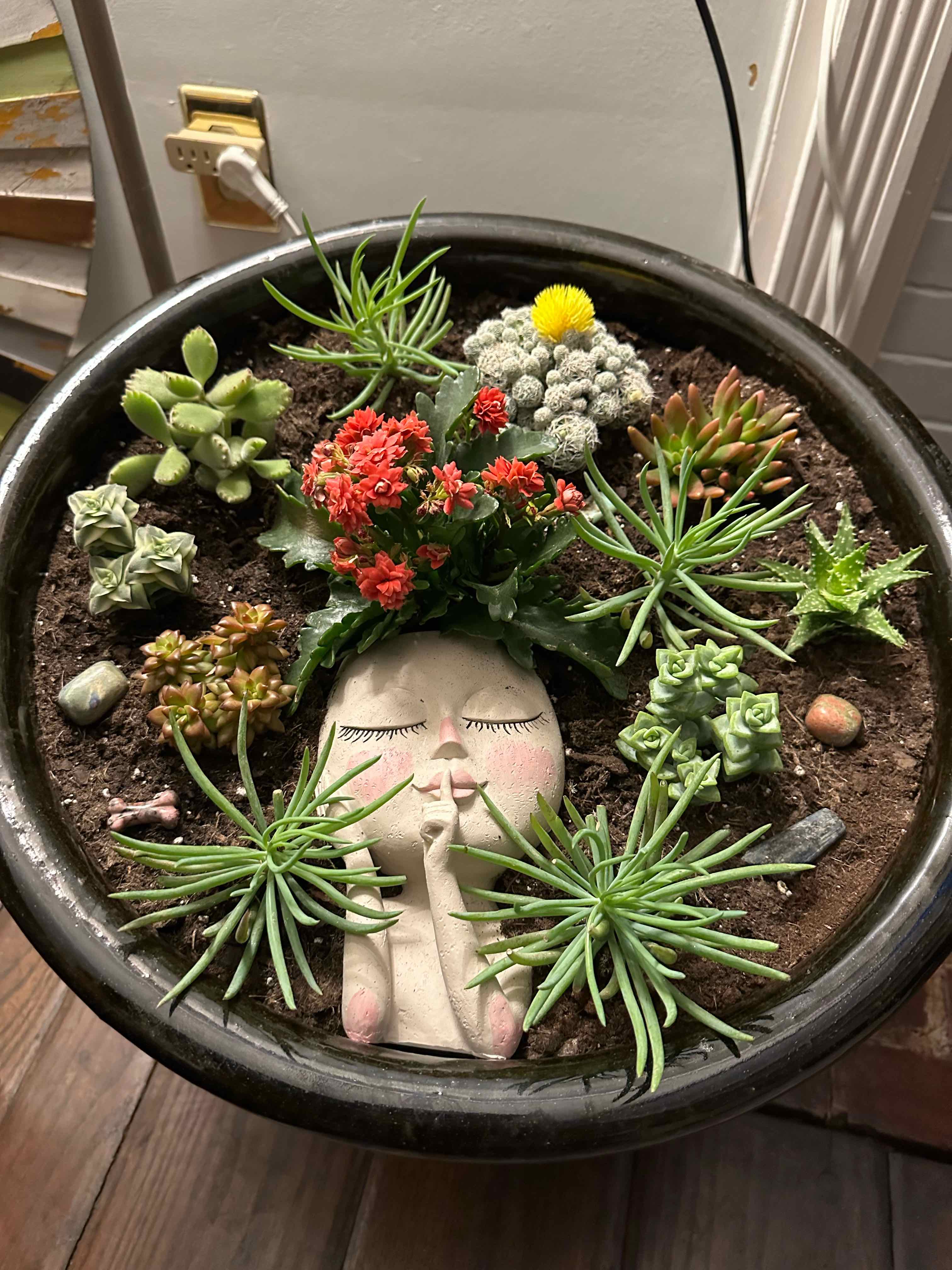 A variety of succulent plants in a pot, including Sedum adolphi 'Shooting Stars', with visible soil and vibrant colors.