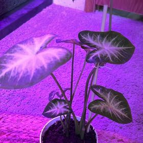 Photo of the plant species caladium aaron by @BestWhiterose named Oscar on Greg, the plant care app