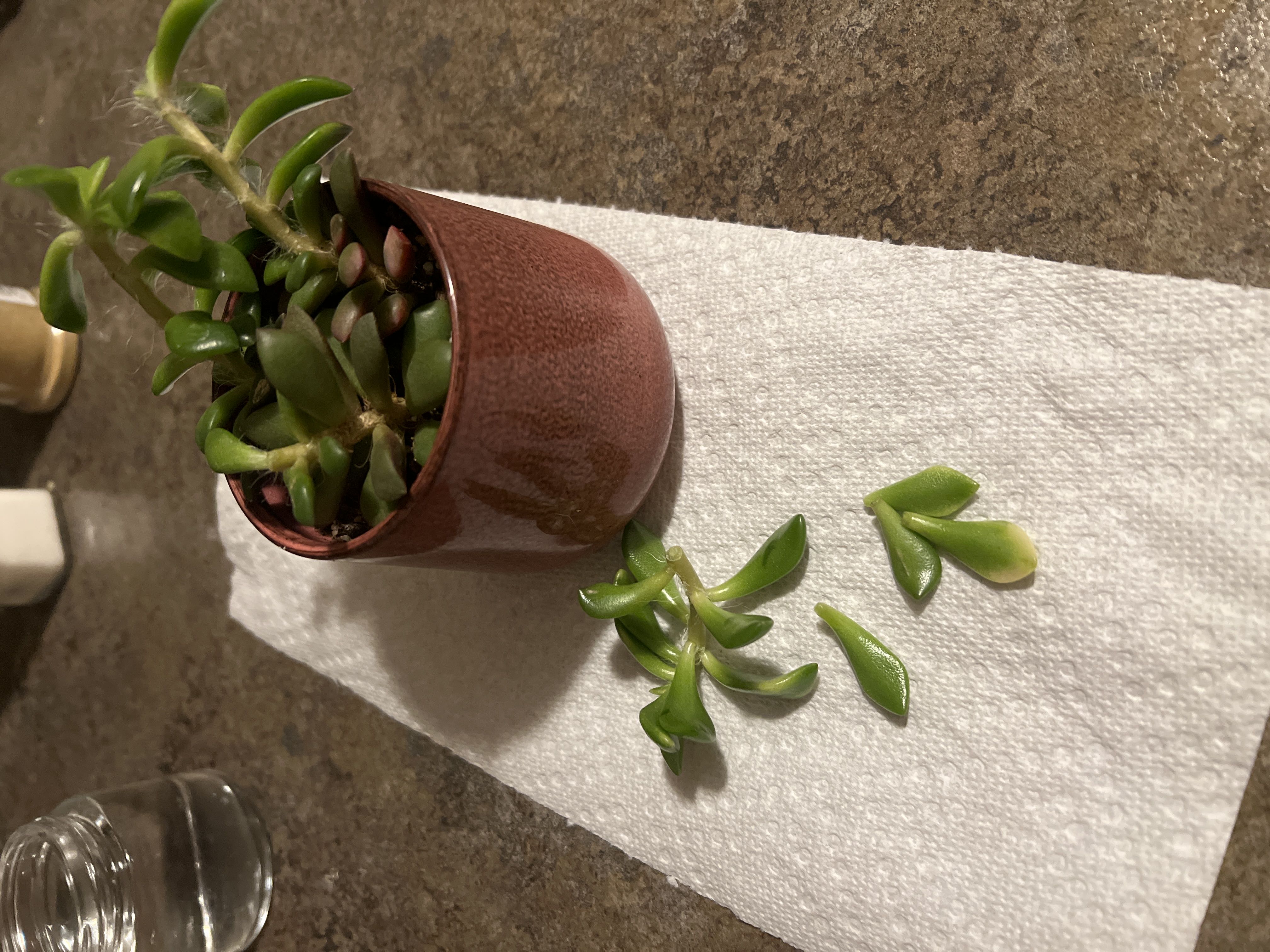 White Anacampseros How Much Water & Light Does it Need to Thrive?