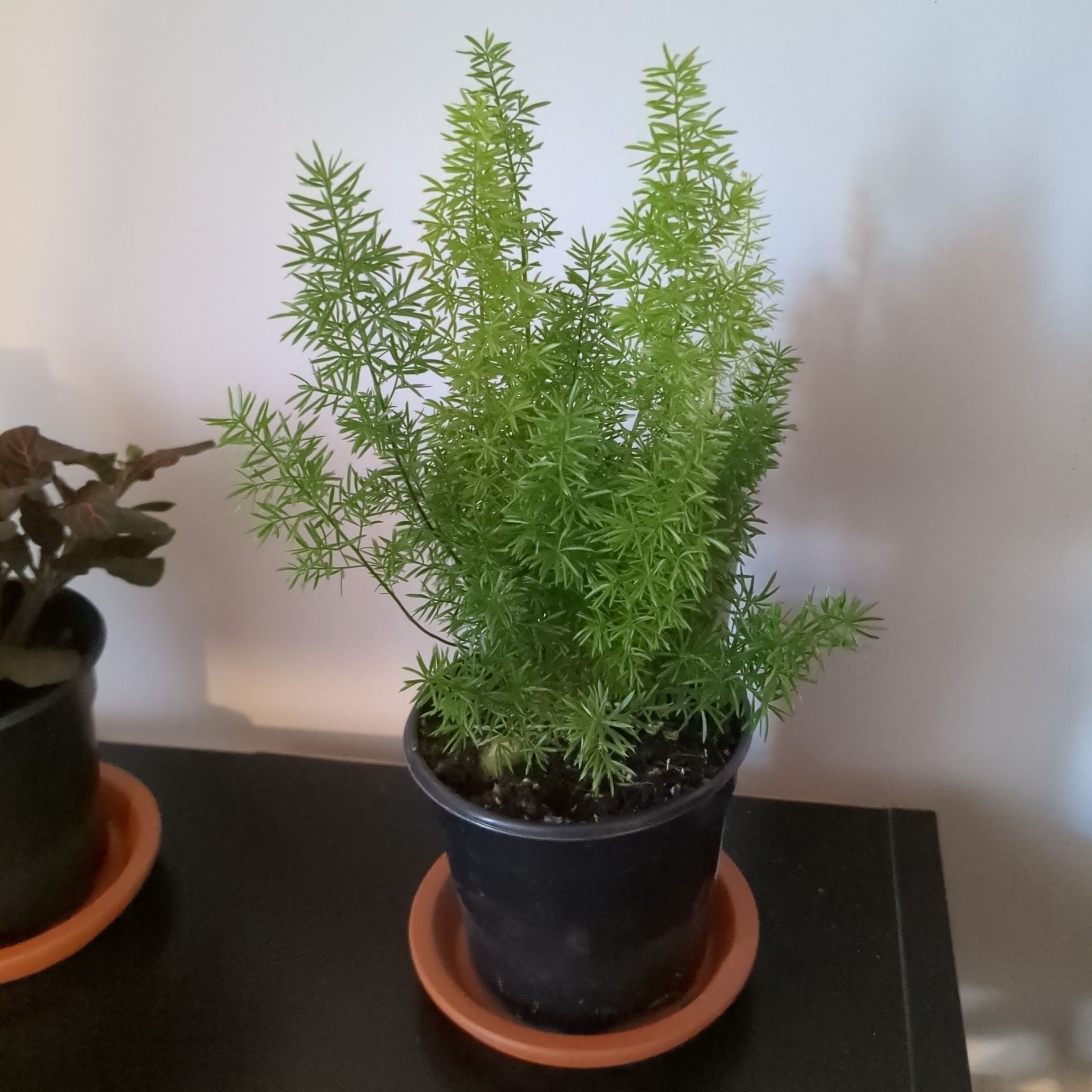 Photo of the plant species Myers Asparagus Fern by @VividBeans named Gus on Greg, the plant care app