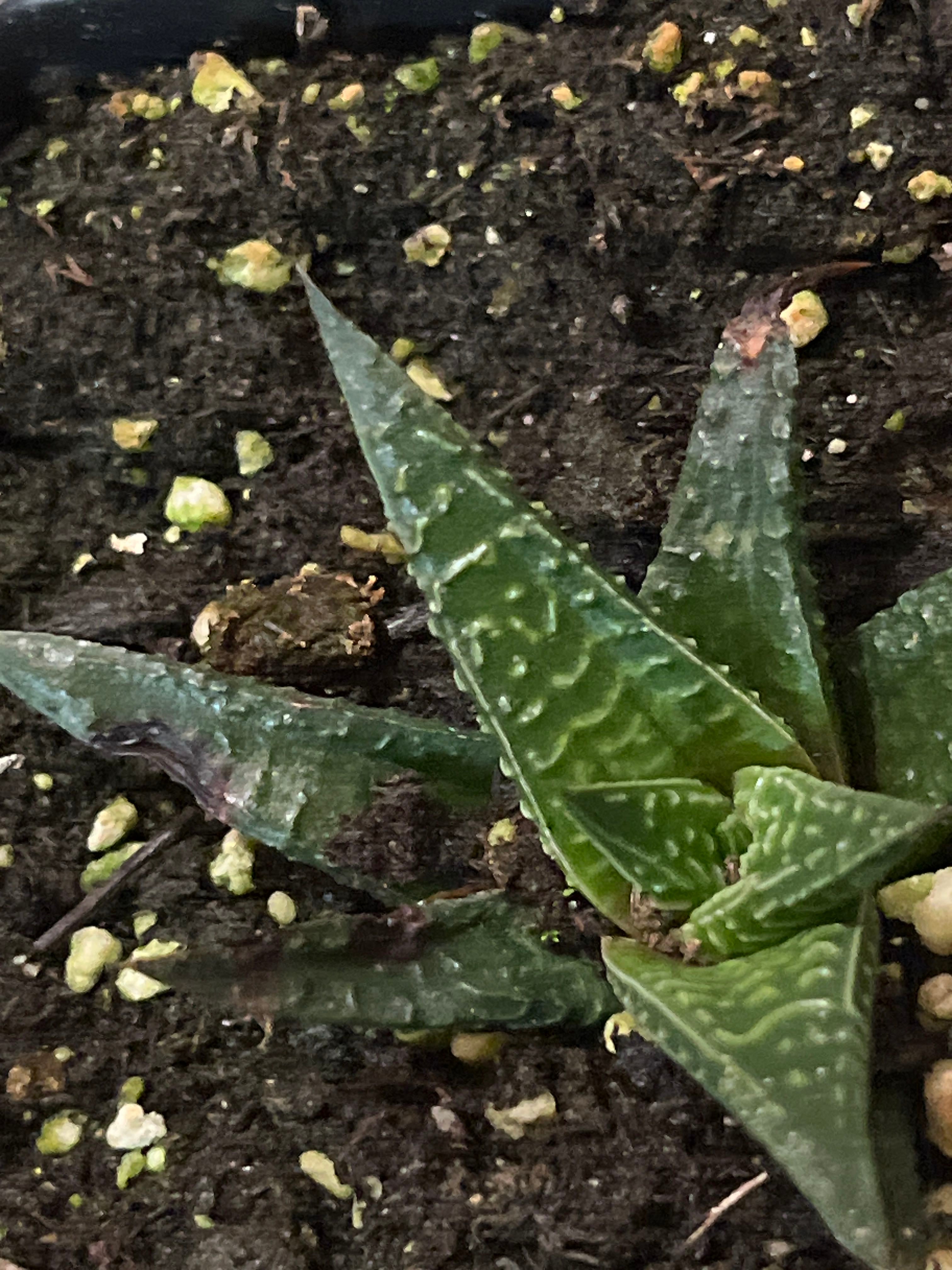 Fairy Washboard Plant Care Water, Light, Nutrients Greg App 🌱