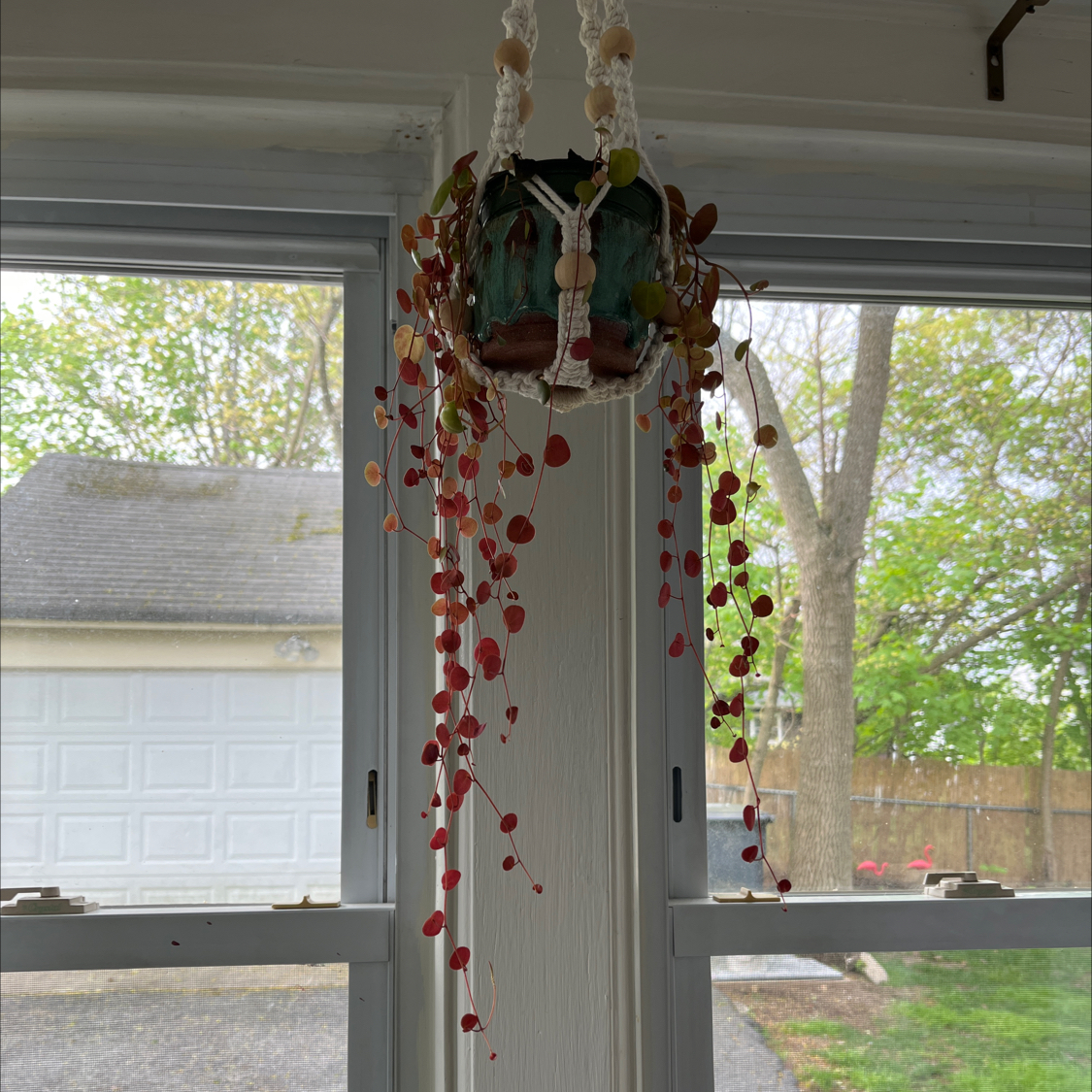 Photo of the plant species Peperomia 'Ruby Cascade' by @ixheartxsporks named Eva on Greg, the plant care app