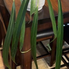 Photo of the plant species Friedrichsthal's Anthurium by @LovablePapaya named Fredrick on Greg, the plant care app