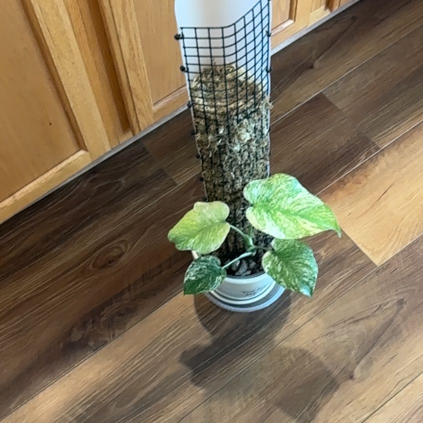 Photo of the plant species Monstera 'Mint' by @LovablePapaya named Shakira on Greg, the plant care app