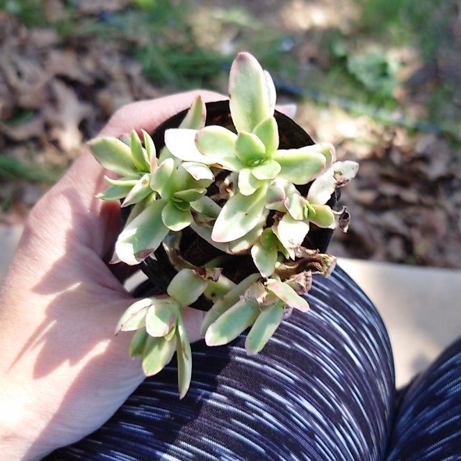 Photo of the plant species Crassula capitella 'Variegata' by @PrimalAglaonema named Drake on Greg, the plant care app