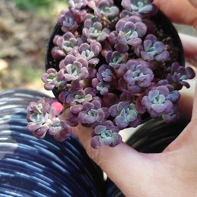 Photo of the plant species Sedum spathulifolium 'Carnea' by @PrimalAglaonema named Ronaldo on Greg, the plant care app
