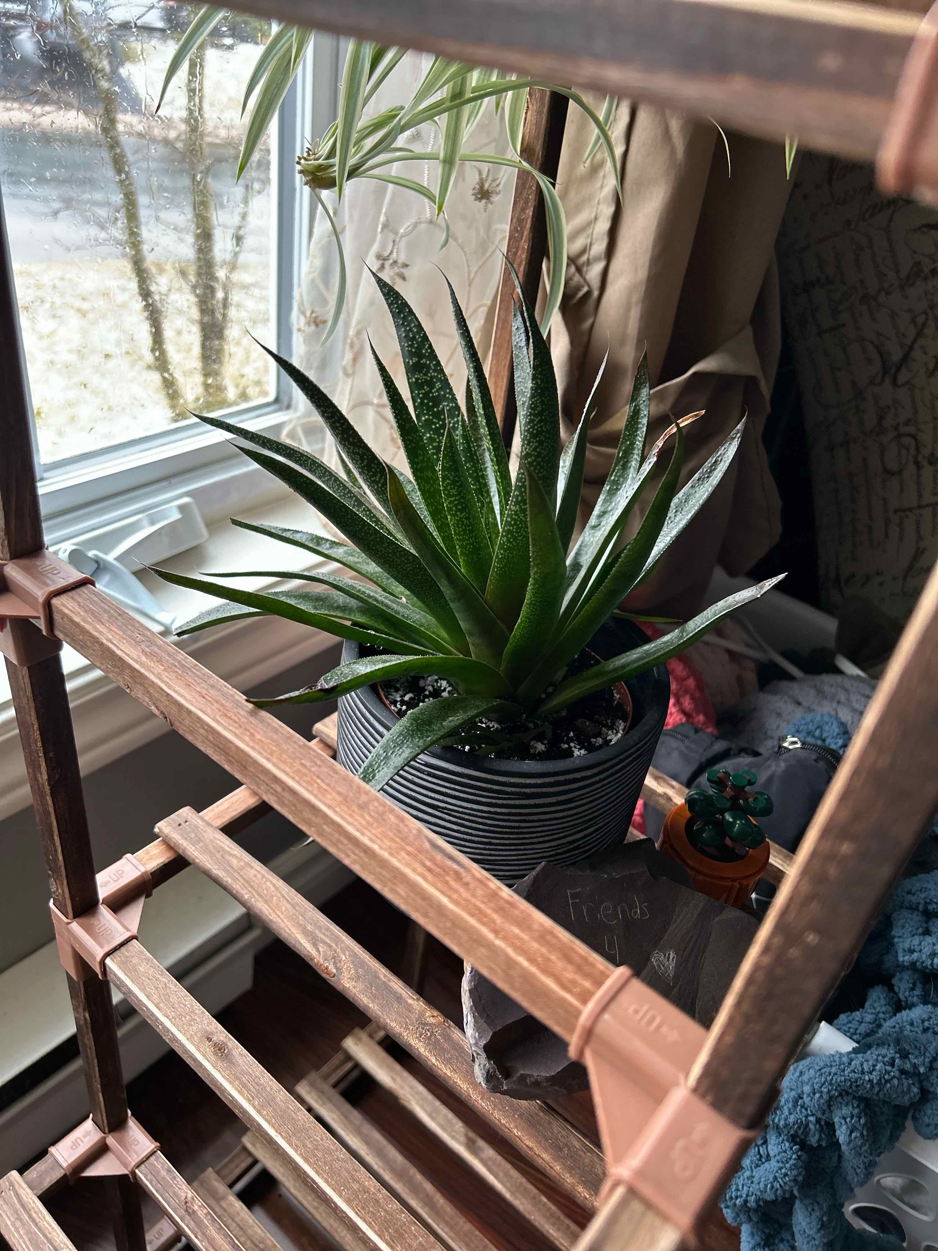 Gasteraloe 'Flow' plant on a wooden shelf near a window, healthy green leaves.