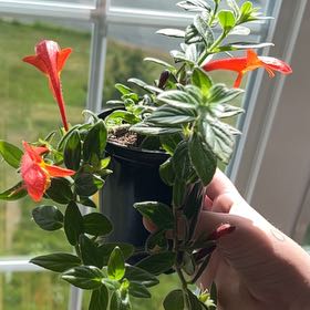 Photo of the plant species Columnea gloriosa by @RootedMazeplant named Forrest on Greg, the plant care app