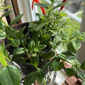 Photo of the plant species Columnea gloriosa by @RootedMazeplant named Leaf Erickson on Greg, the plant care app