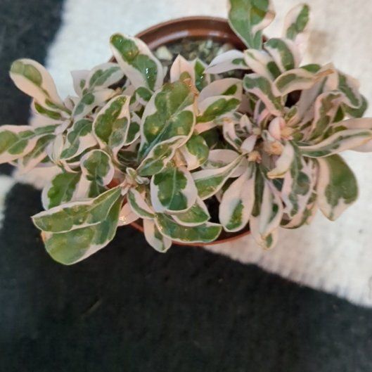 Photo of the plant species Waffle Plant 'Snow Queen' by @UncommonPepper named Demi on Greg, the plant care app