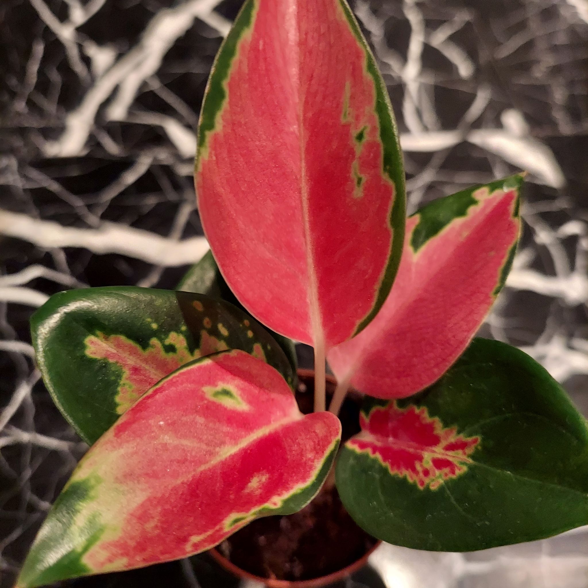 Photo of the plant species Pink Pearl Chinese Evergreen by @PiousRyebrome named Sigmund on Greg, the plant care app
