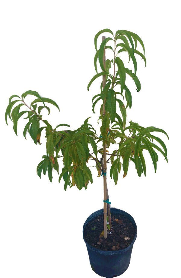 Photo of the plant species July Prince Peach Tree by @JollyApplerose named Florida Prince on Greg, the plant care app