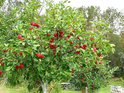 Photo of the plant species Methley Plum by @JollyApplerose named Methley on Greg, the plant care app