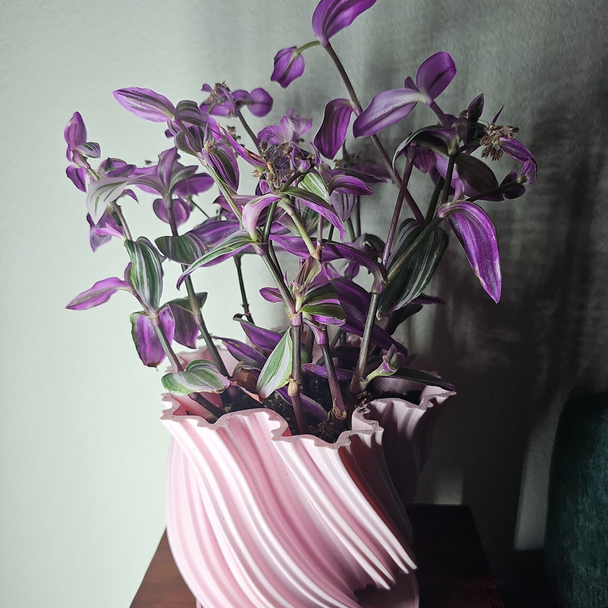 Wandering Dude 'Burgundy' plant in a pink pot with vibrant purple and green leaves.