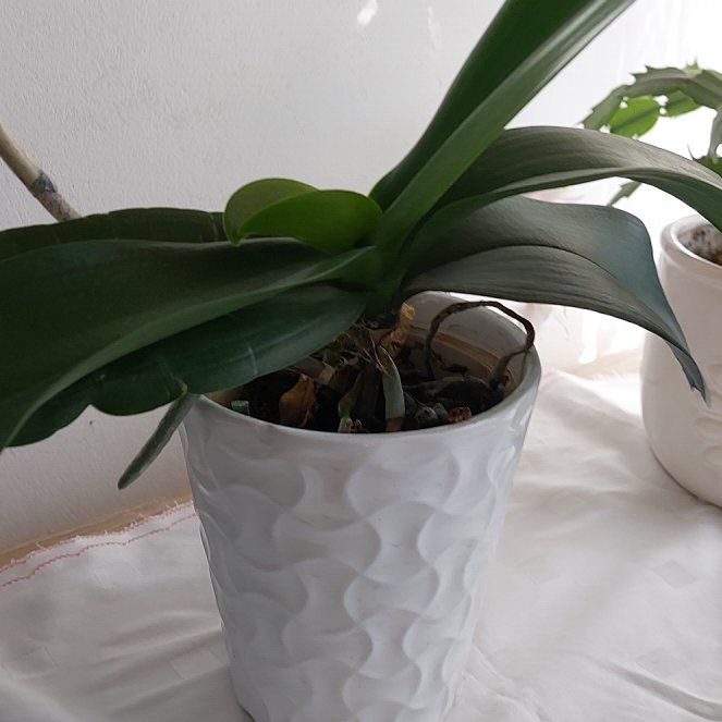 Photo of the plant species White Apple Moth Orchid by @ImportantBonsi named Dolores on Greg, the plant care app