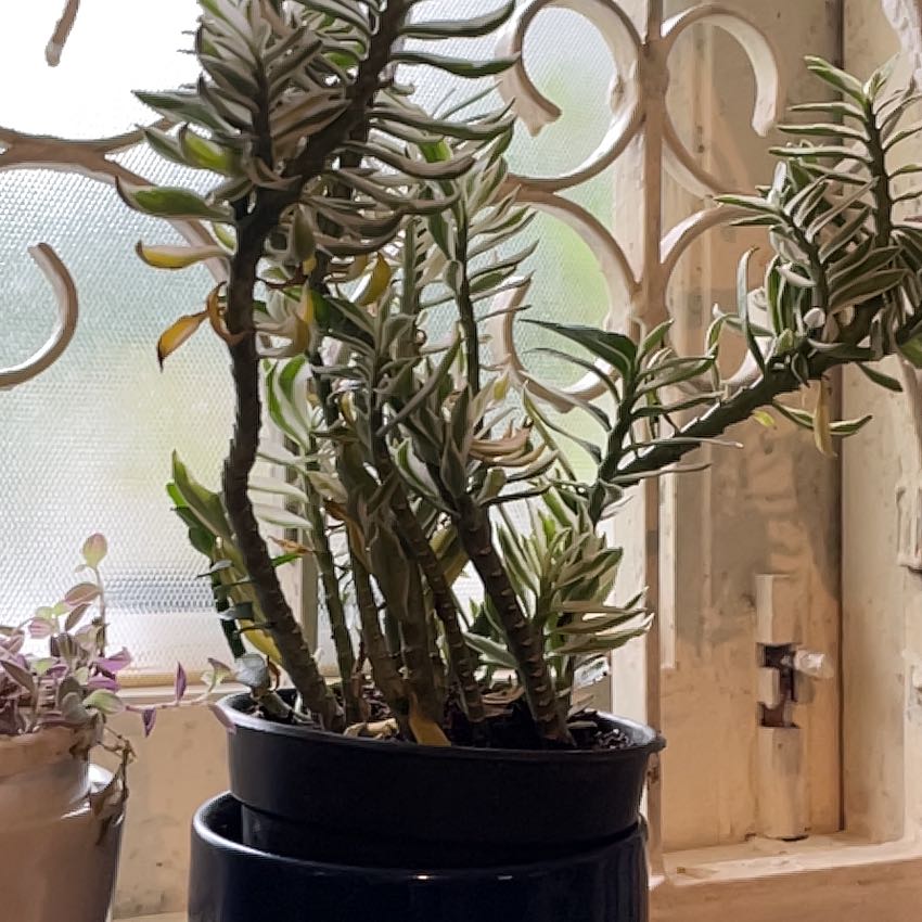 Photo of the plant species Tithymaloides Nana by @GoldLiliaceae named Dax on Greg, the plant care app