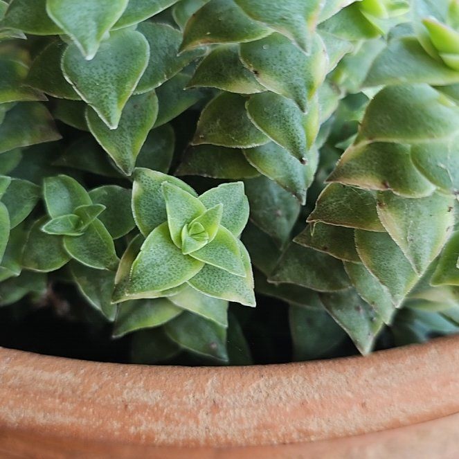 Photo of the plant species Sea Sandwort by @UrbaneTimeout named Huckleberry Fern on Greg, the plant care app