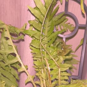 Photo of the plant species Silver Lady Fern by @IdealBrushbox named Maya on Greg, the plant care app