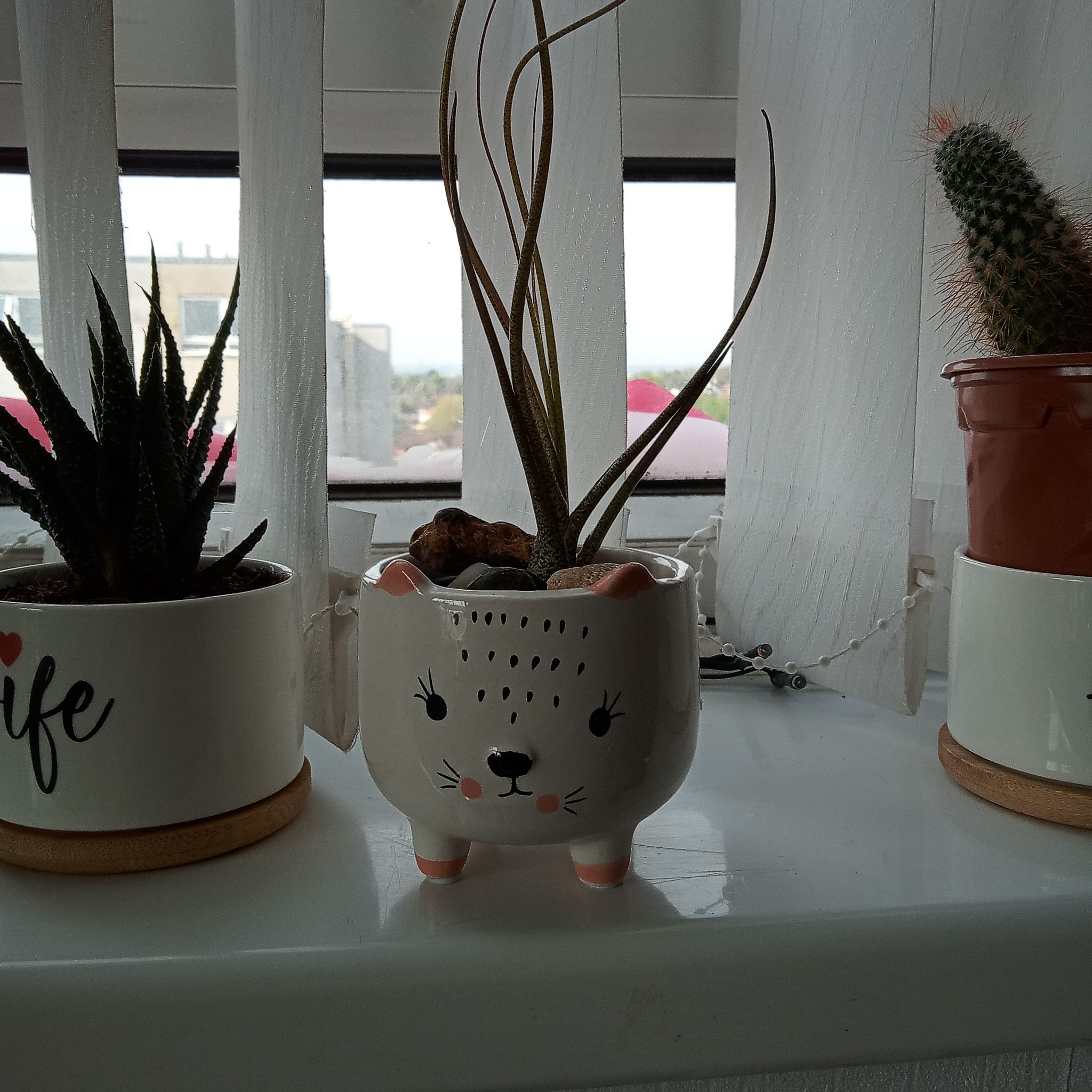 Tillandsia butzii plant in a decorative pot on a windowsill with other plants.
