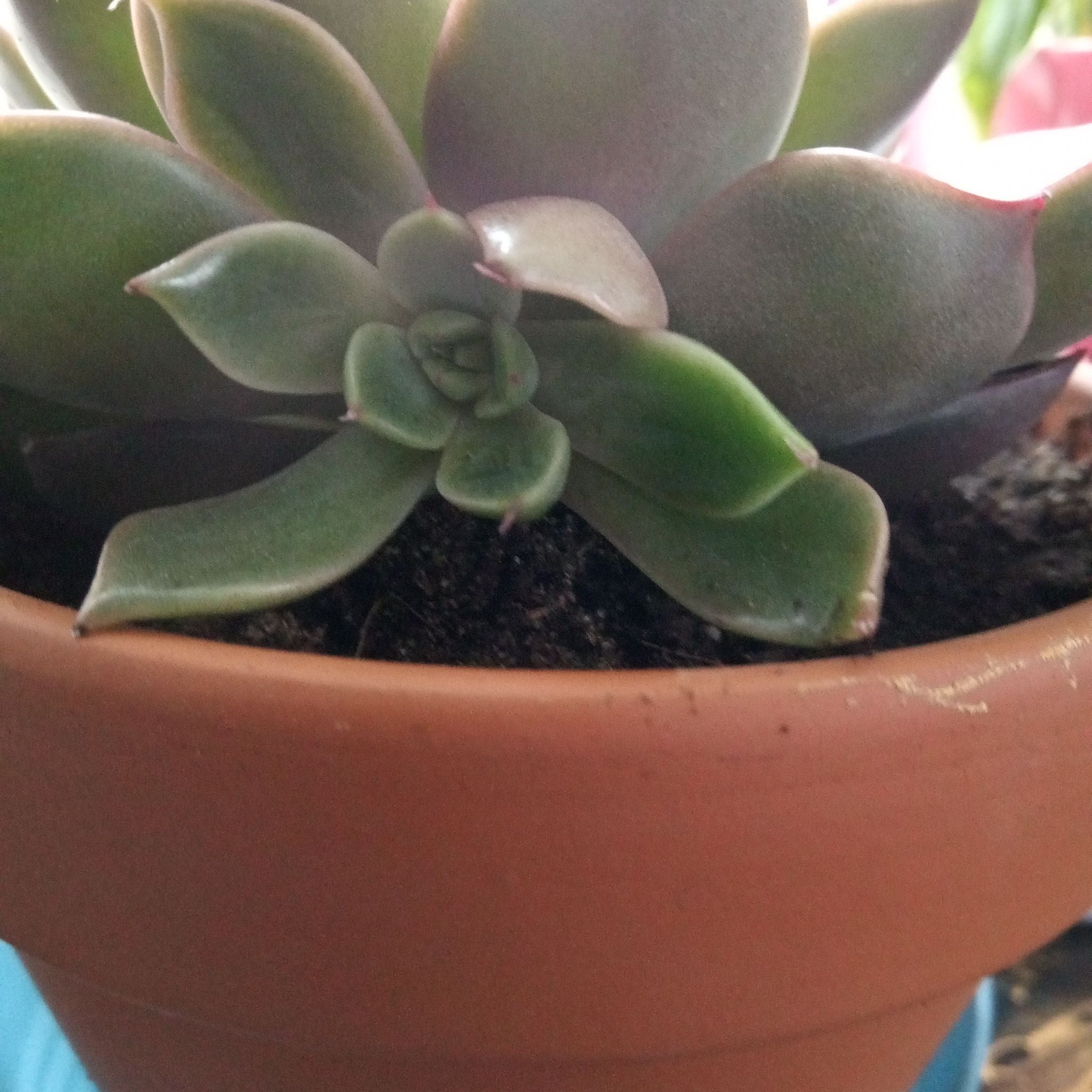 Echeveria 'Peach Pride''s Best Friends Top Companion Plants 🐾