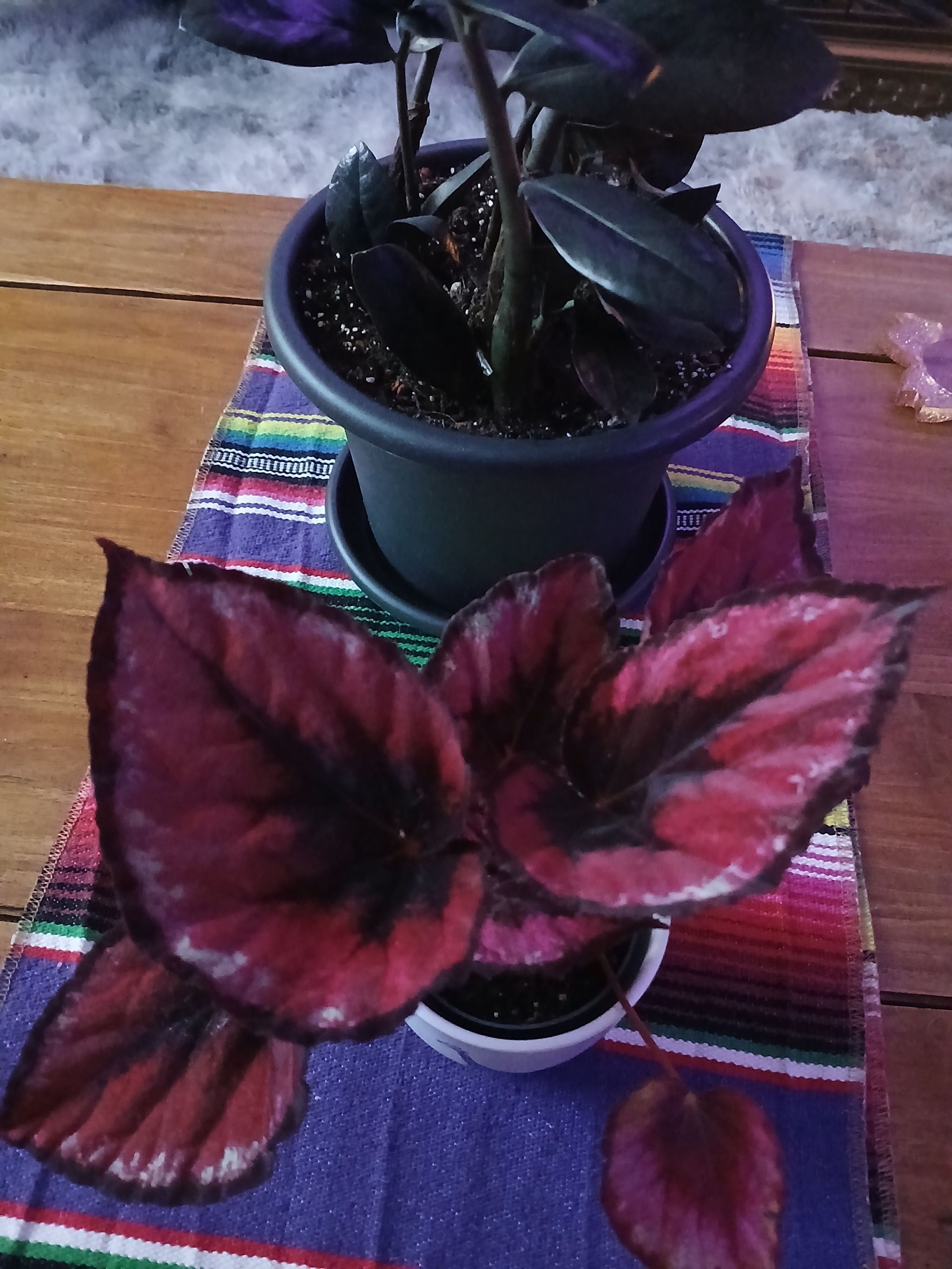 🛠 6 Begonia 'Mistral' Landscaping Hacks