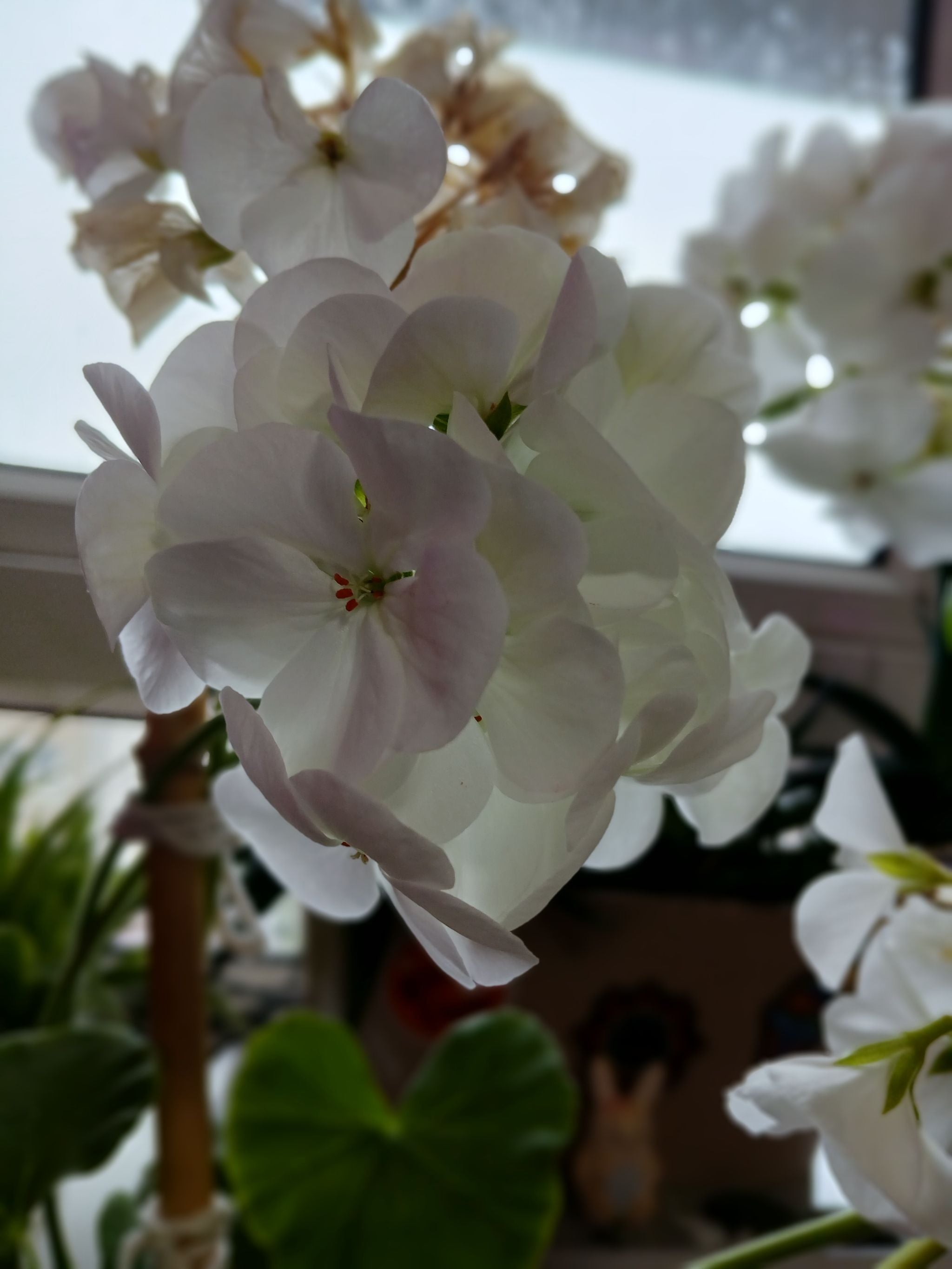 Annual Geraniums Hardiness Zones 9a11b 🌸