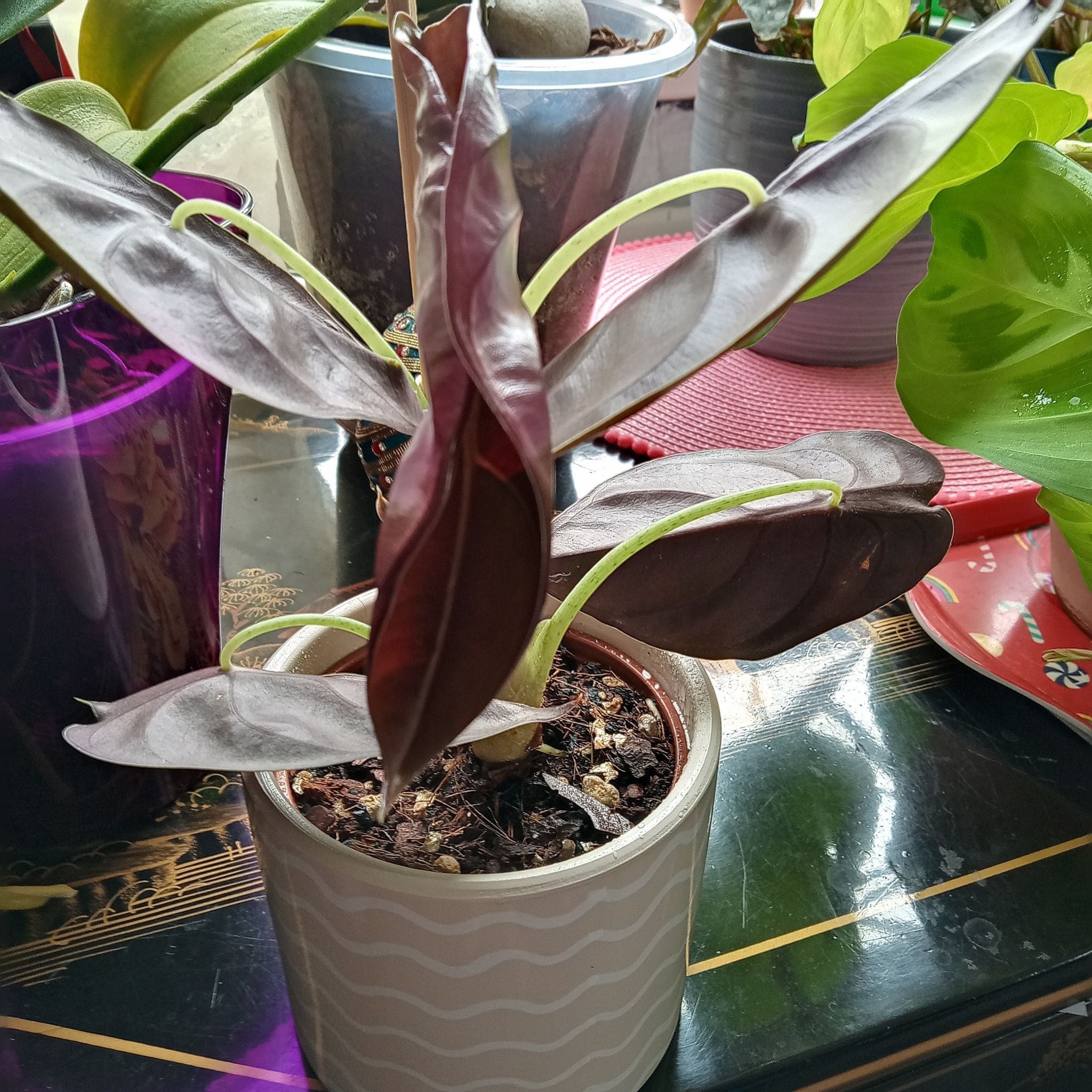 🕒 How Long Your Alocasia 'Red Secret' Will Live