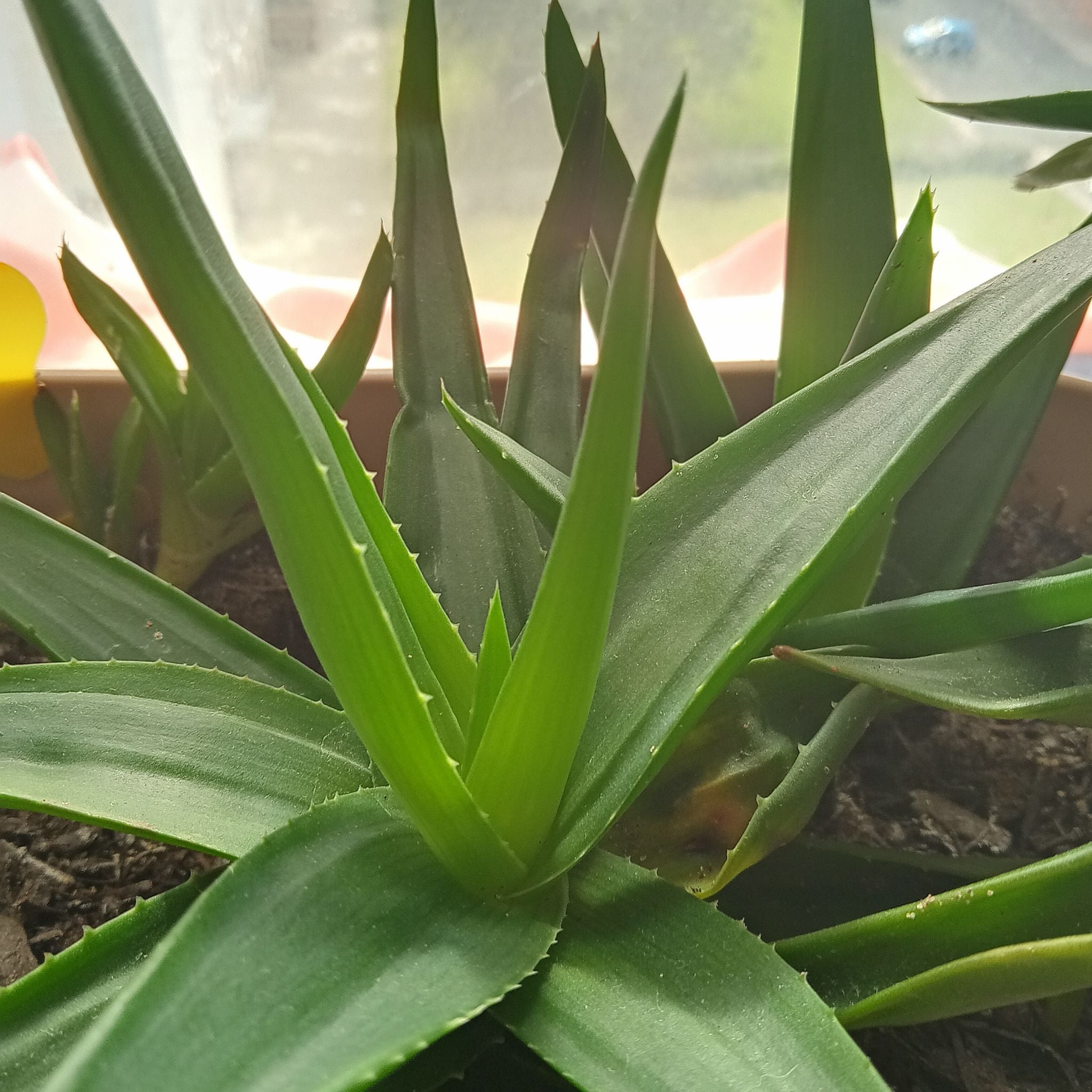 Haworth's Aloe Plant Care Water, Light, Nutrients Greg App 🌱