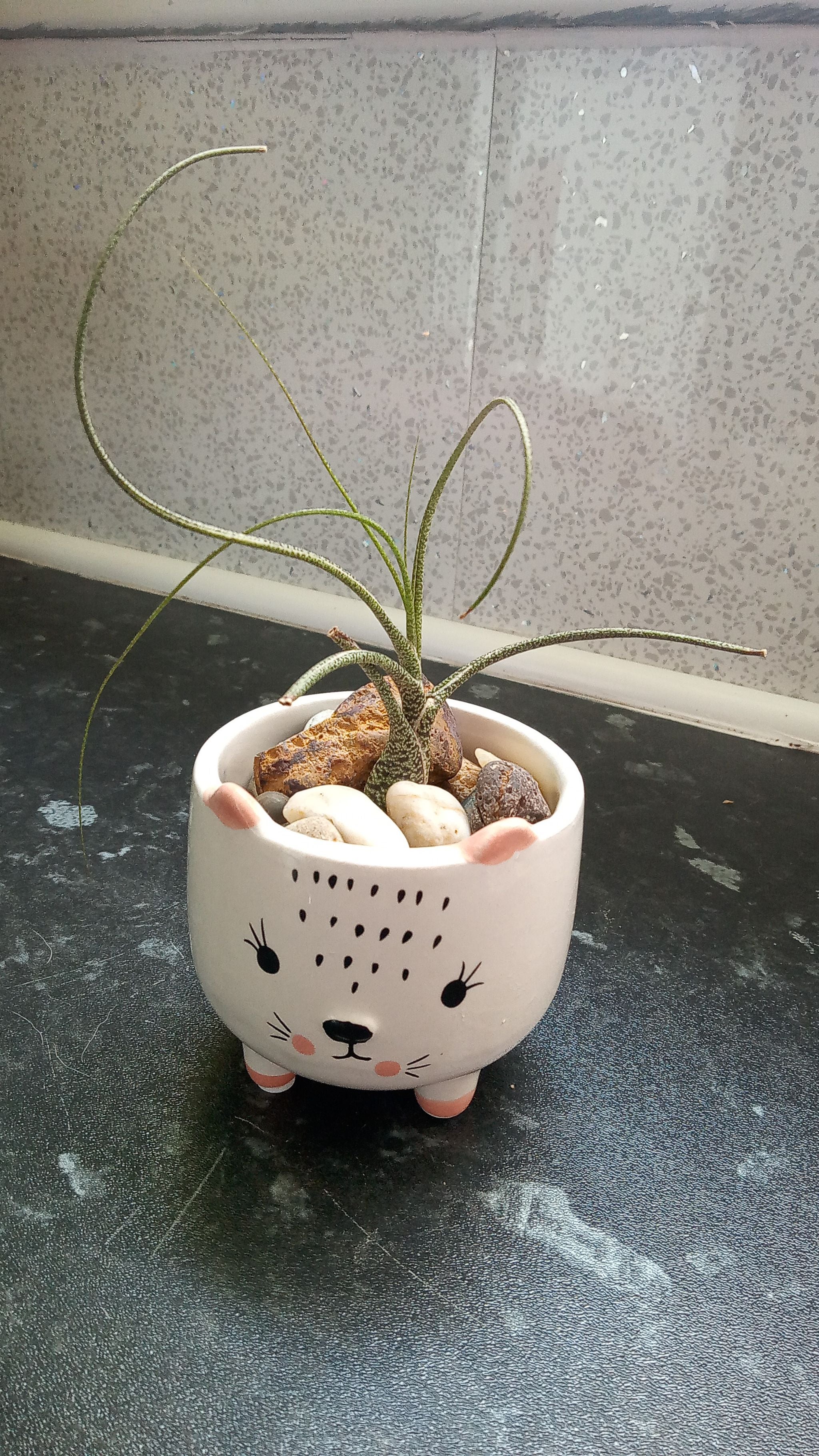 🌺 What to Do About Your Blushing Air Plant Wilting