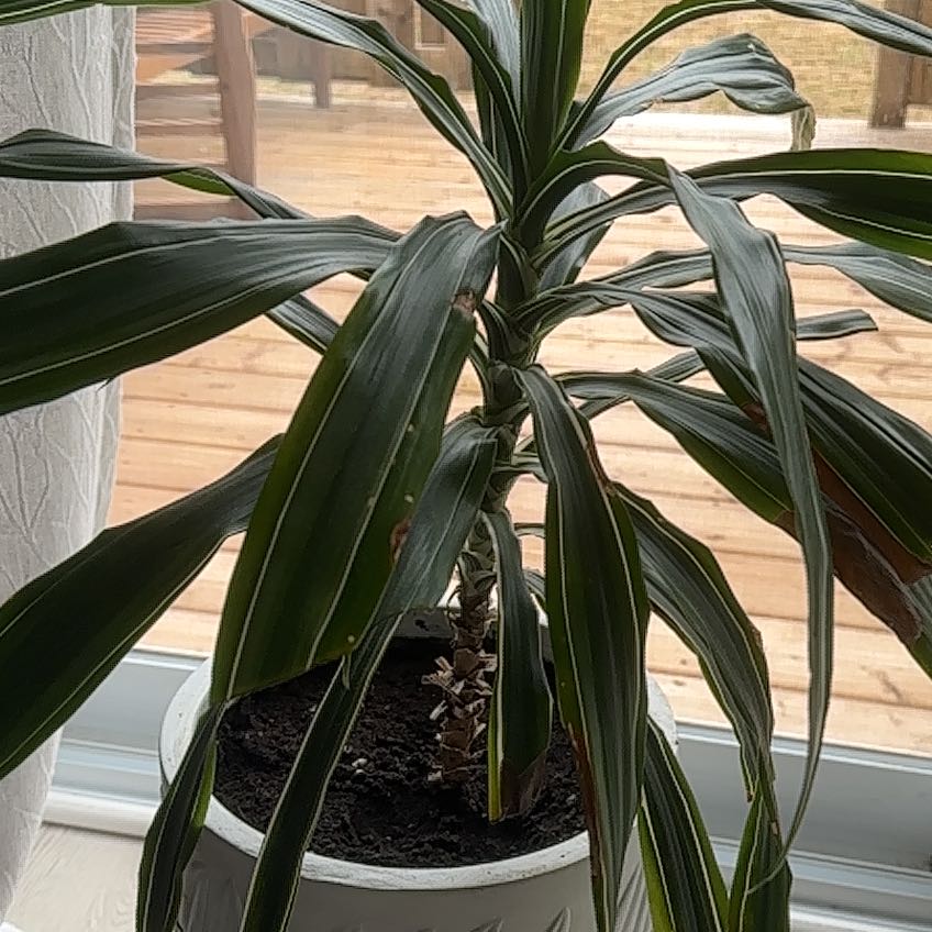 Photo of the plant species Dracaena Goldstar by @LastingHarebell named da Vinci on Greg, the plant care app