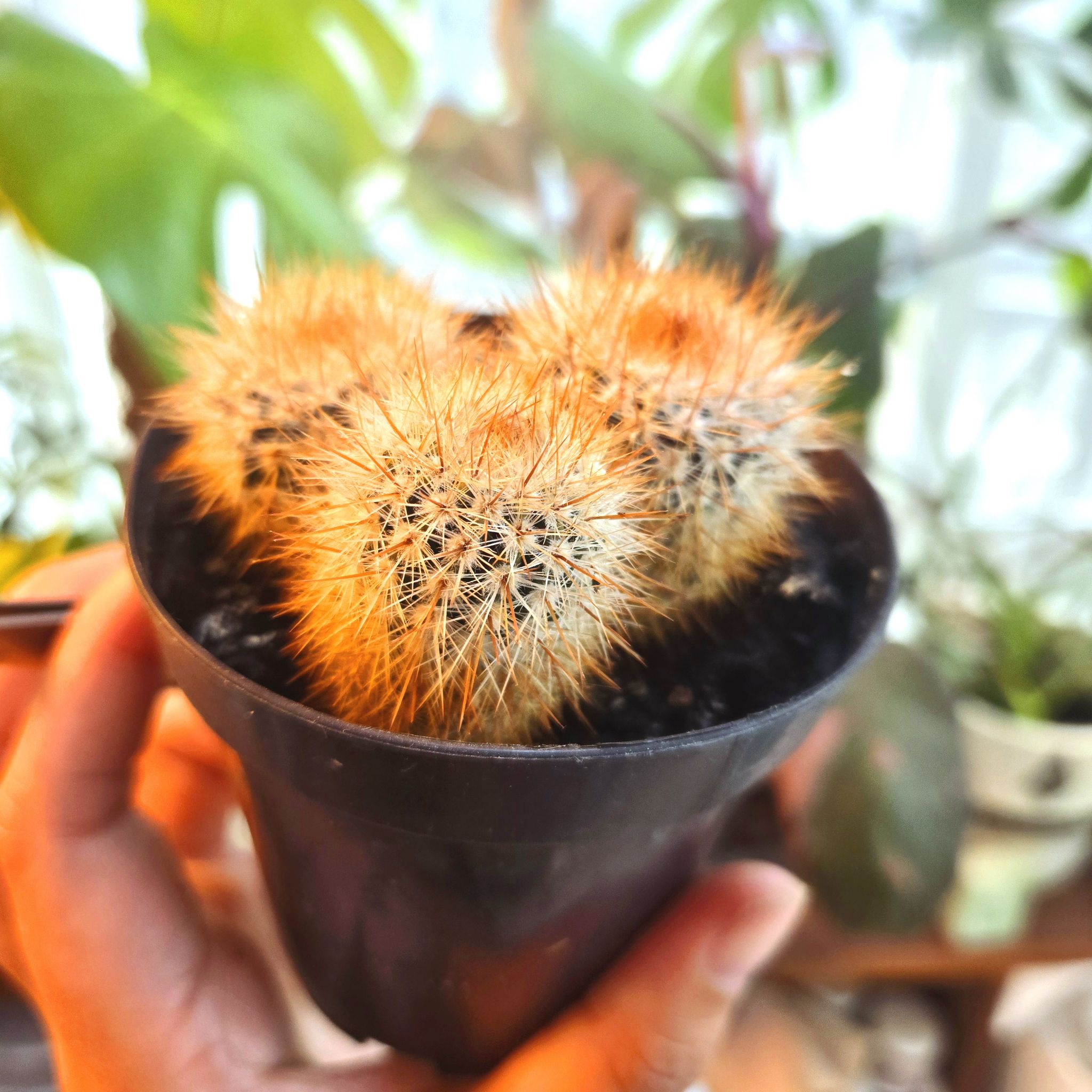 A healthy Parodia x erubescens cactus in a black pot, held by a hand.