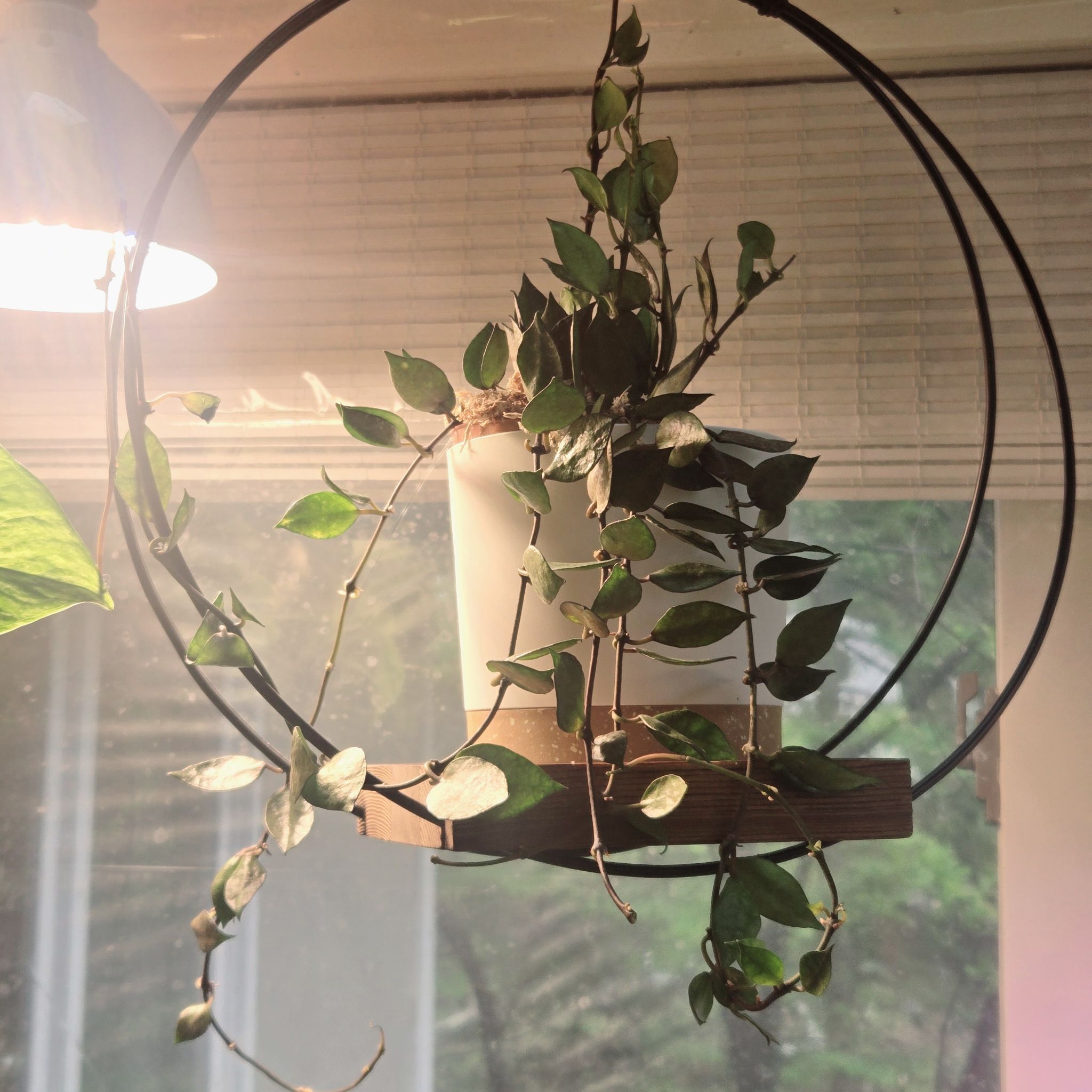 Hoya krohniana black plant in a white pot, suspended in a circular frame.