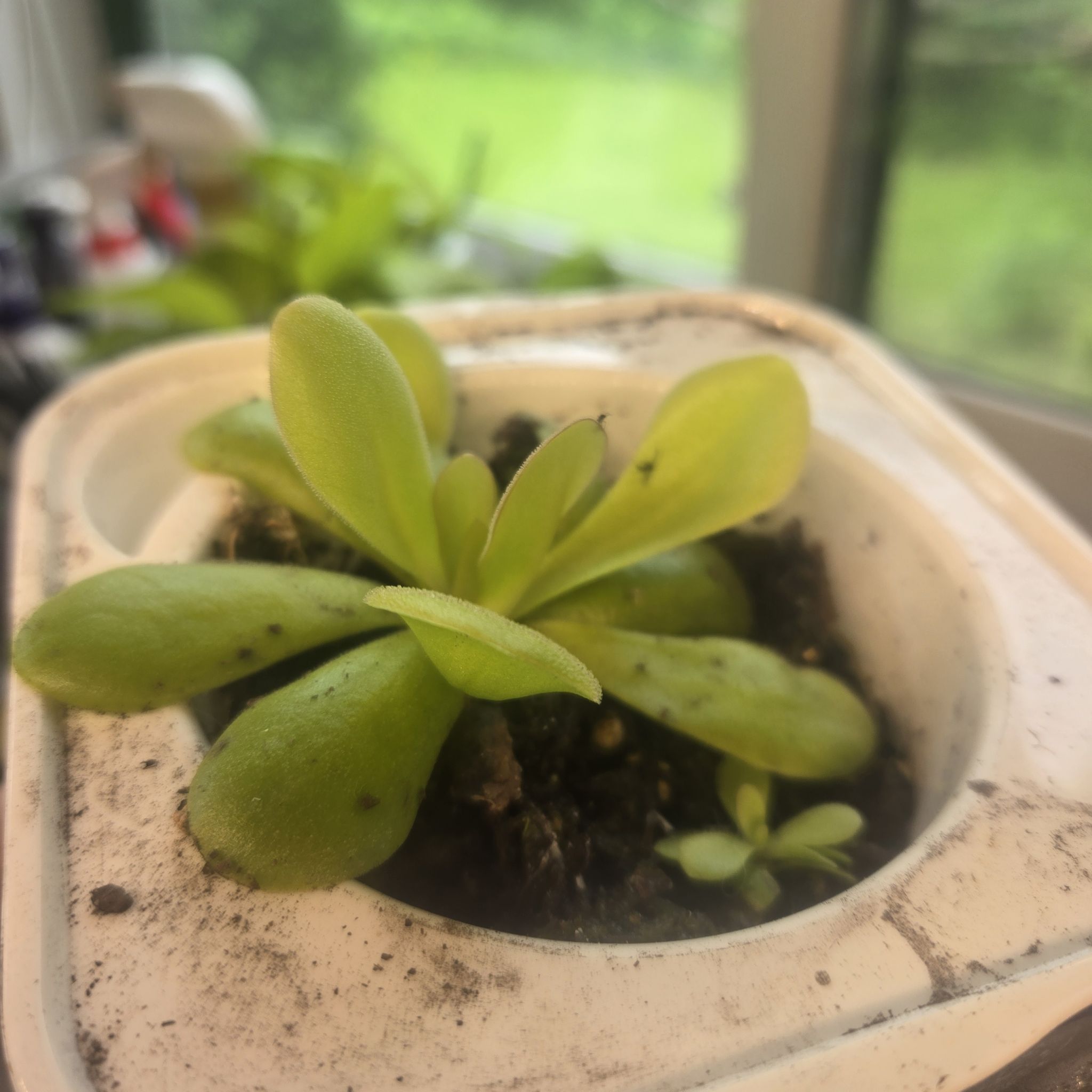Photo of the plant species Pinguicula 'Hanka' by @SunroomJungle named Hanka on Greg, the plant care app