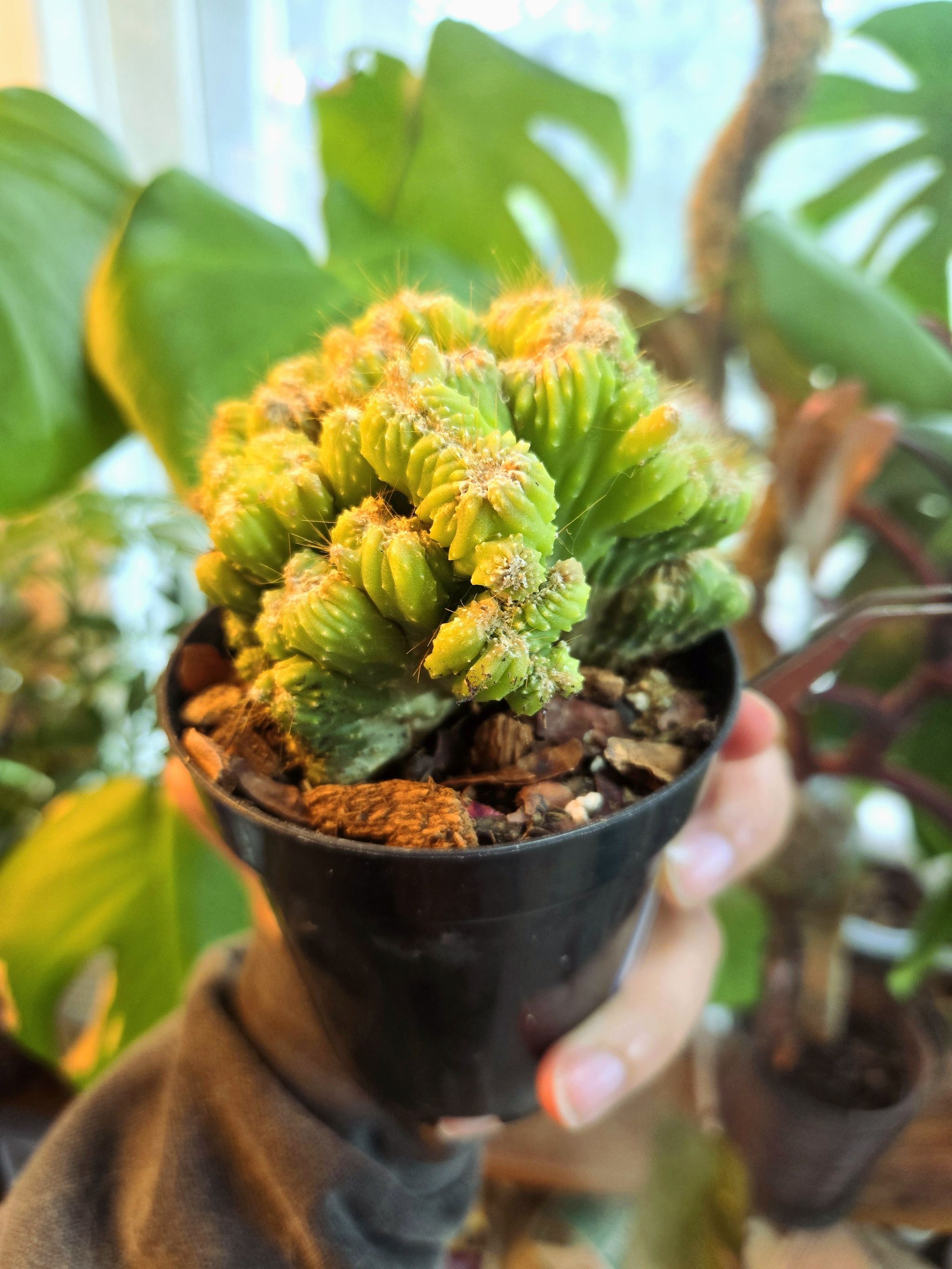 Photo of the plant species Crested Ming Thing by @SunroomJungle named Nemo on Greg, the plant care app