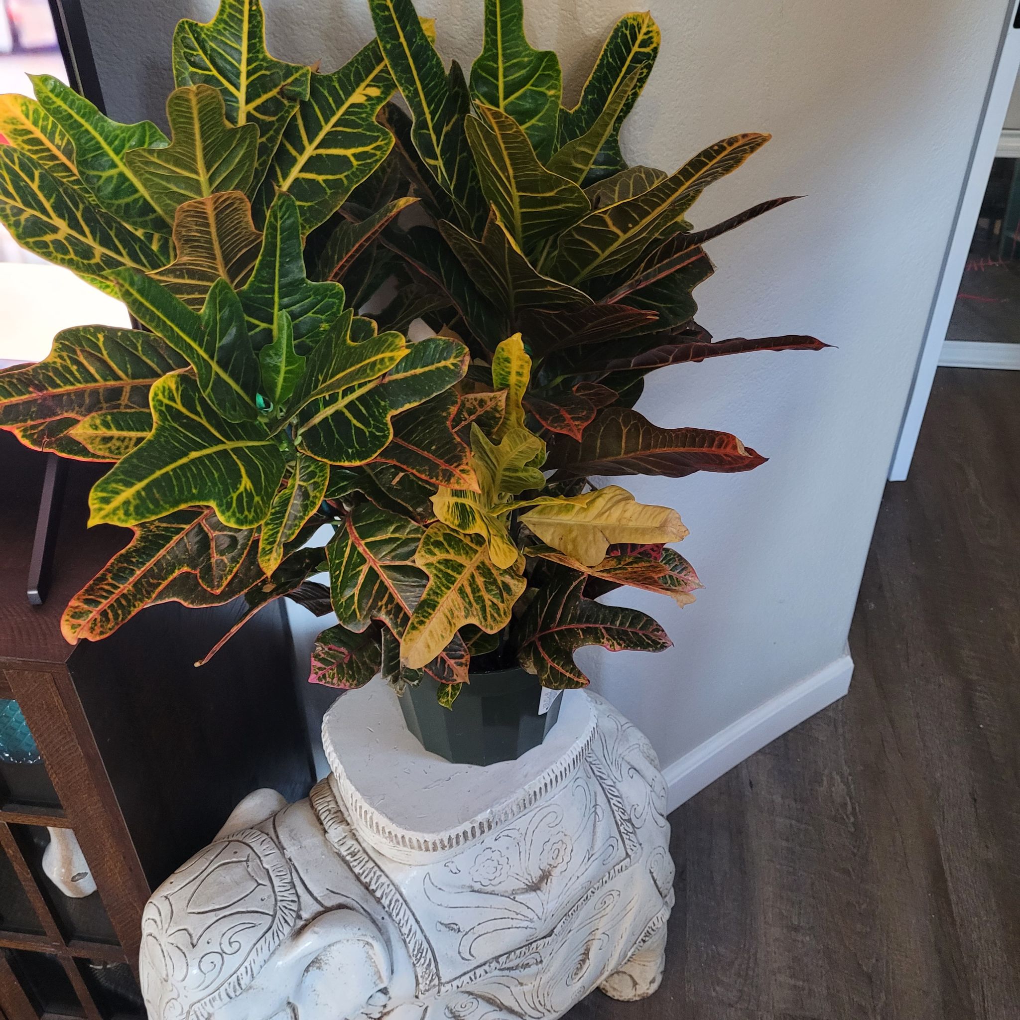 Photo of the plant species Oakleaf Croton by @YiftBrunfelsia named Eva on Greg, the plant care app