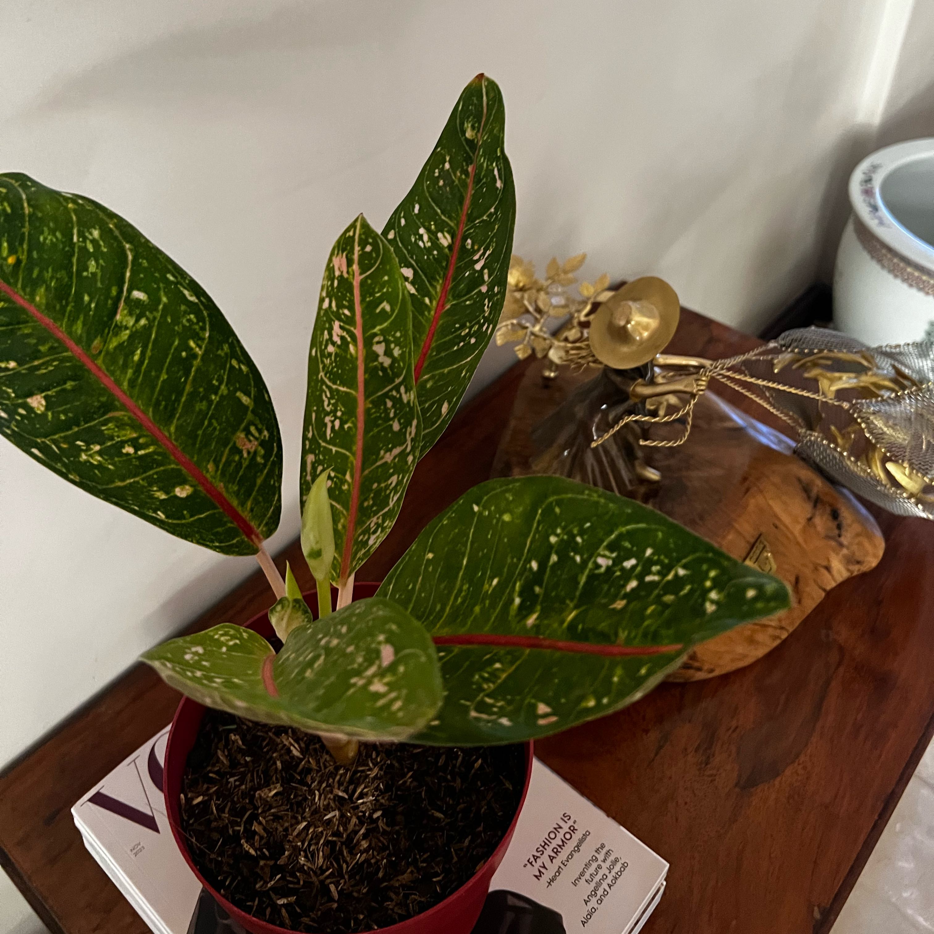 Photo of the plant species Pink Moon Chinese Evergreen by @PlantitaKim named Lola on Greg, the plant care app
