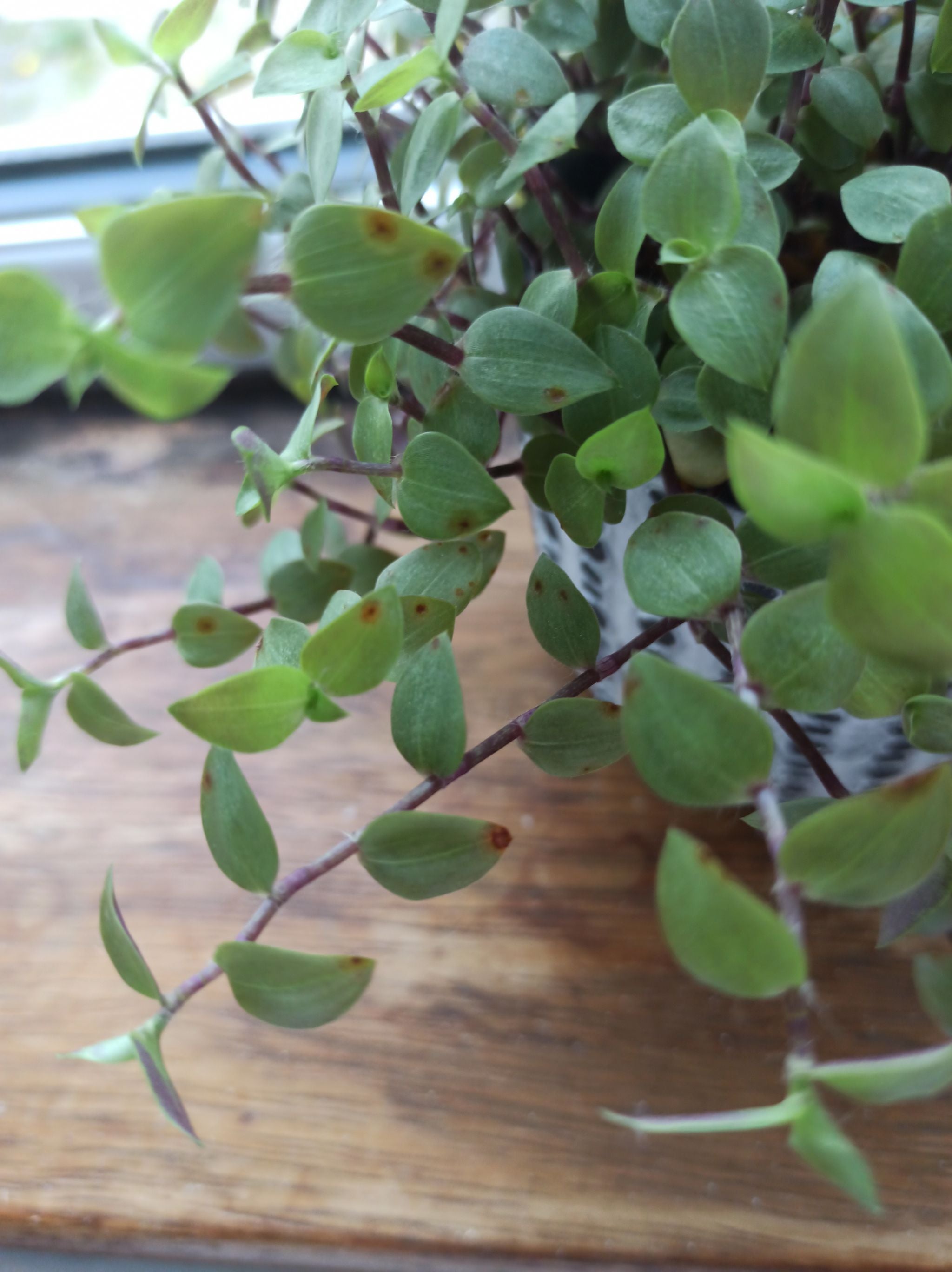 Turtle vine brown spots